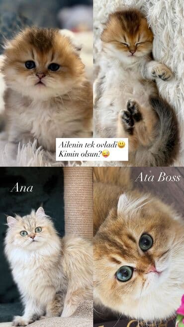 şotland pişiyi: Qızıl şinşilla, Dişi — 4