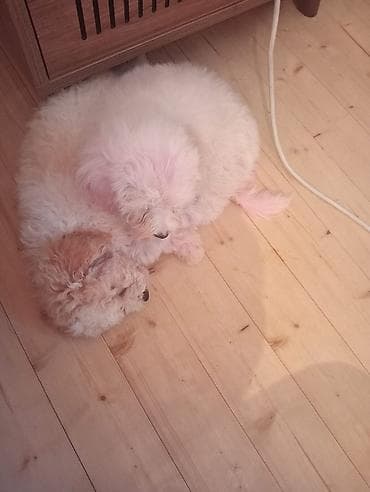 той пудель: Пудель — 3