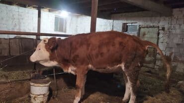 smental inekler: Самка, Simental, лет: 1, 300 кг, Для молока, Самовывоз — 1