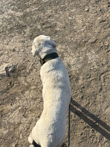 itler piknes: Labrador-retriver, 3 il, Erkek, Sənədli, Ünvandan götürmə — 14
