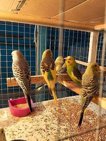 papuqay sesi: Dalmatin və klassik rəng çeşidlərində dalğalı tutuquşular (ağ — 3