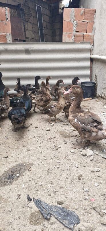ördək balası satışı: Bismillah.Salam 11 Ədəd Qırmızı Öküz Krasnadar Və 8 Ədəd Zumrudu — 2