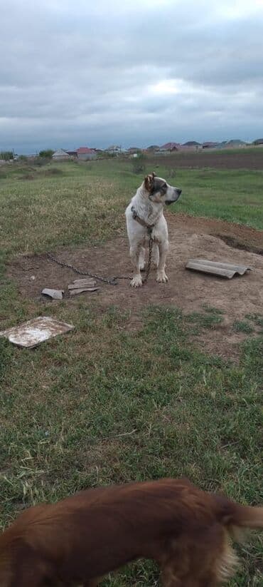 itlərin cütləşdirilməsi: Alabay, 2 il, Erkek, Peyvəndli, Ünvandan götürmə — 2