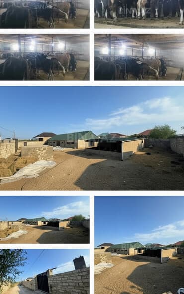 xacmaz torpaq satilir: Ferma saatilir Tecili saatilir qiymet razilaşma yoluyla hazir — 1