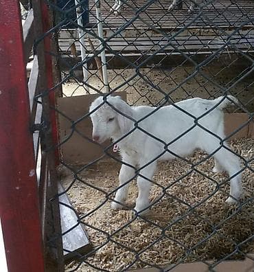 Digər heyvanlar: Ağ rəngli süd keçisi və balası - Cins: süd istiqamətli ağ keçi (böyük — 4