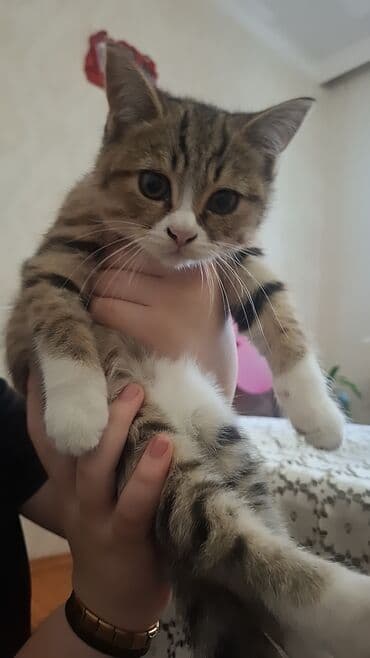 cins pişik: Erkək — 6