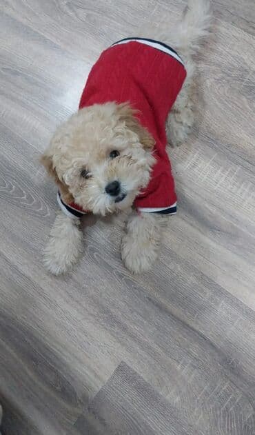 Xaltalar, qayışlar və tasmalar: Tecili Xarice getdiyim ucun satiram sabaha Biletimin vaxdidir — 1