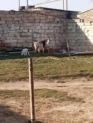 Ördəklər: 4 əmcəyi var əkiz balali di əkəy di balası da 2 də əkəy di 2 gün olub — 6