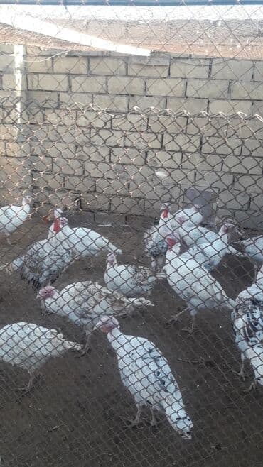 тап аз птицы: Məhsul: Hind quşları (hindi) Təsvir: - Ağ və ləkəli rəng çeşidlərində — 1