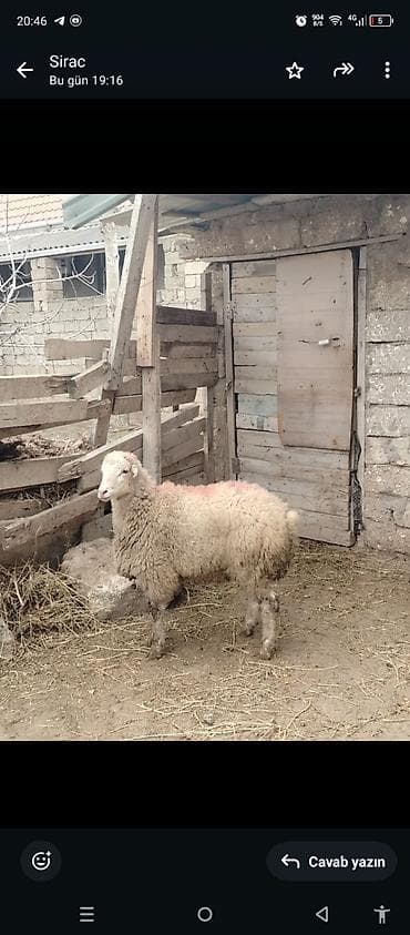 35 klo diri cekisi var erkeydi əsl qurbanliqdi lalafo.az -da 35 klo diri cekisi var erkeydi əsl qurbanliqdi