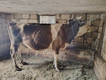 Dişi, il: 5, Südlük lalafo.az -da Dişi, il: 5, Südlük