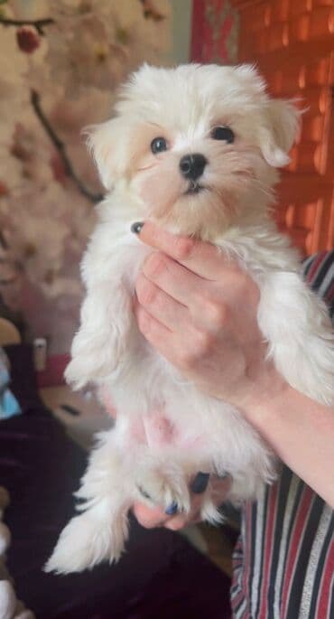 cins ineklerin qiymeti: Мальтийская болонка, 2 месяца, Самец, Самовывоз — 7