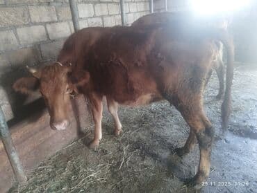 cuce satisi 2020: 2 qarın heyvandi 6 litr südü var sakit sağlam heyvandi balası dişidir — 4