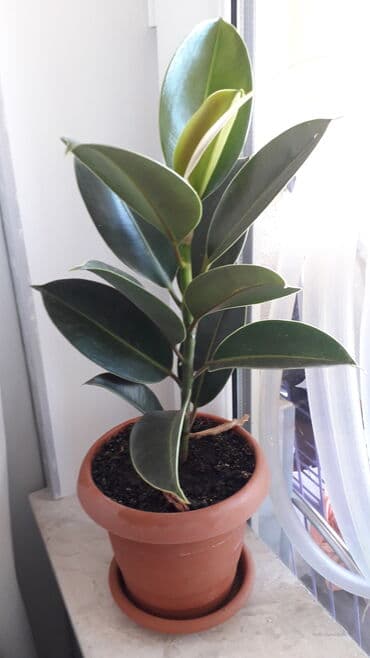 orxideya gulu satisi: Fikus bitkisi satılır. Müxtəlif ölçülərdə.Qiymət razılaşma yolu ilə — 3