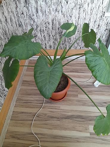 ev guləri: Alokaziya (Alocasia) otaq bitkisi – iri, ürəkvari-oxvari yaşıl — 3