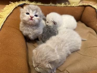 Quşlar: Şotland uzun tüklü, Erkək, Dişi, Yaxşı əllərə — 7