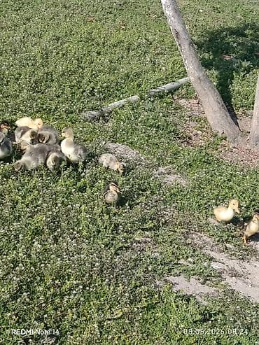 eşşək sudu satışı: Pekin qışqıran ördəklər və qaz balalari.12gunlukduler.dermasiz — 7