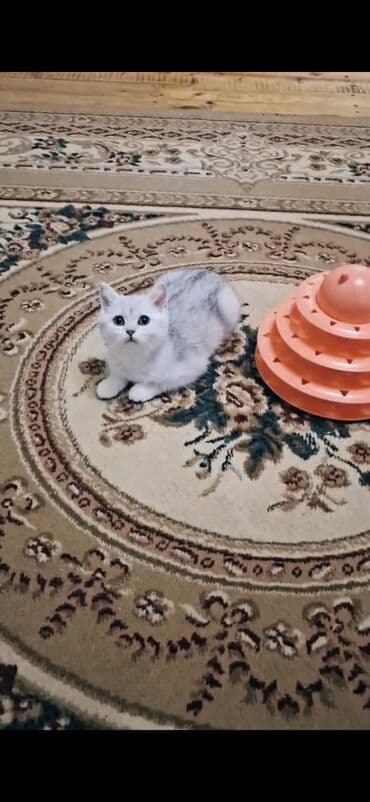 pişik qum qabı: 50 ile 250 arasi cins saf qan pisiklerimiz var( Silver sinsila temiz — 28