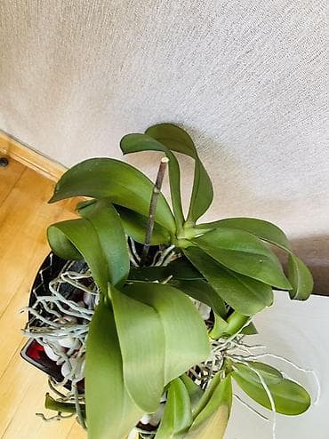 bezek bitkileri adlari: Phalaenopsis orkide (epifit növ), dekorativ qabda - Növ: Phalaenopsis — 2
