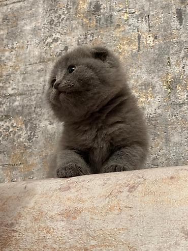 pişiy: Şotland — 1