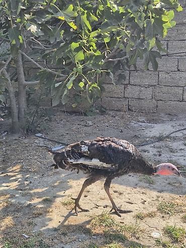 hind guşu: Salamaleykum qiymet iki gün ücün, keçərlidir.tek satilmir. iki dənə — 10