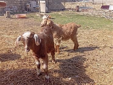 İki dənə erkek çəpiş 2 ay yarım südd içən heyvandılar ot arpa yeyillər