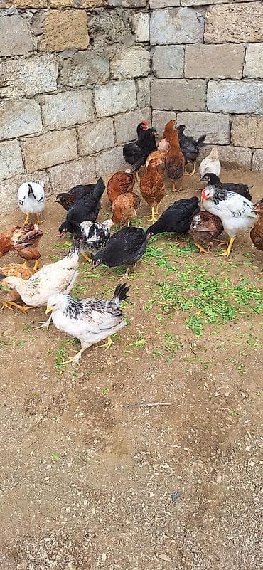 toyuq satan: Kend cüceleri .Qiymet 6 manat .25 edetdi kom götürene endirim var — 7