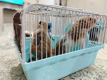 qefes: Hamsterlər və qəfəs dəsti Məhsul təsviri: - 2 ədəd hamster — 5