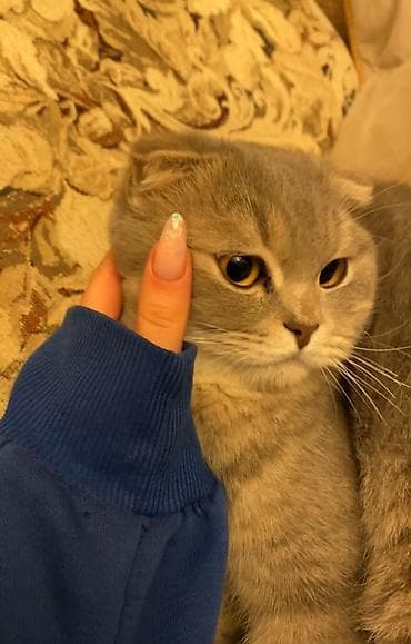 baytar it hekimi: 🐾 Günlük Ev Heyvanlarına Baxıcı 🐾 Ev heyvanlarınıza sevgi və diqqətlə — 1