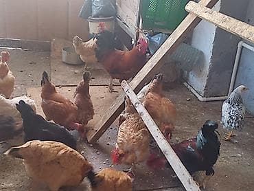 cuce satisi 2020: Sağlam yumurtlayan kənd toyuqlari satılır her biri 16m maraqlanan — 2