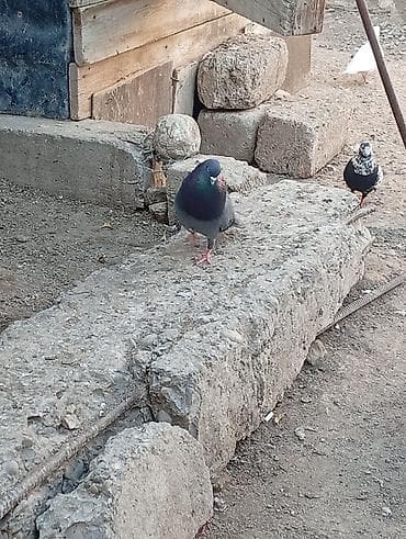 qaz nece gune bala cixarir: Salam quşlar goz qabaxindadir 2sinde tutulma erkəydi real alıcıya — 1