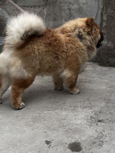 labrador retriever satilir: Çau-Çau, 7 ay, Erkek, Sənədli — 7