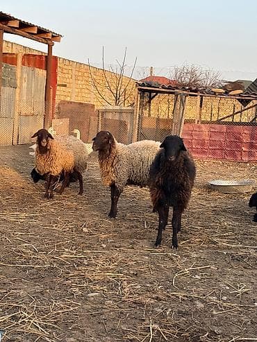 Quşlar: Qiymət razılaşma ilə
1ci 2ci qarın anadılar — 5