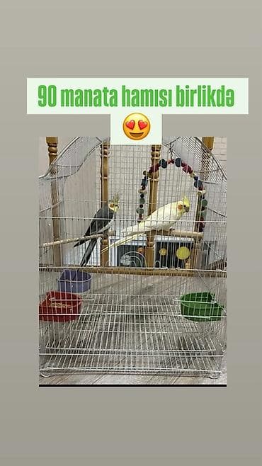 azeri it adlari: Başlıq: Tam dəst – qəfəs və iki nimfa tutuquşusu (hamısı birlikdə) — 1