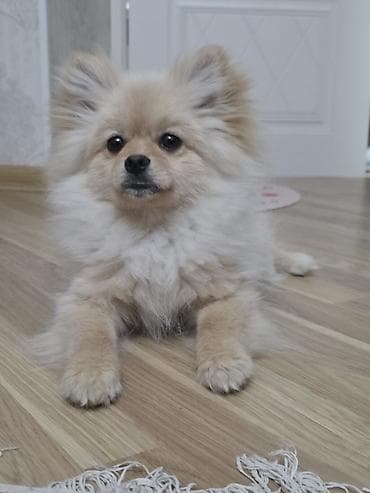 it ucun qurd dermani: Şpitz, 6 ay, Erkek, Peyvəndli — 1