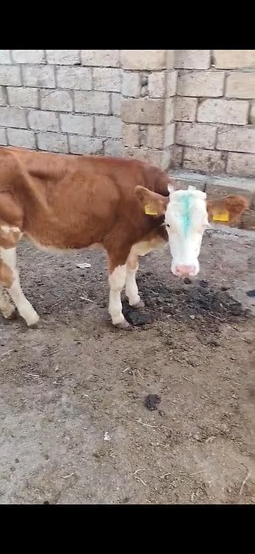 quş satılır: Satlıq buzovlar - Cins tipi: simmental temiz 2 dişi damazlıq biri 2 — 3
