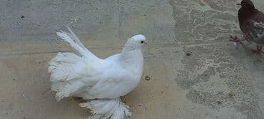 той пудель цена в баку: Sari qara cutdu.sarinin ata anasi 6 saat ucur .cutu 45manata.pavlin 10 — 4