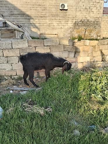 hələp keçiləri: Helep safqan disidi cavan heyvandi ünvan masdaga — 4