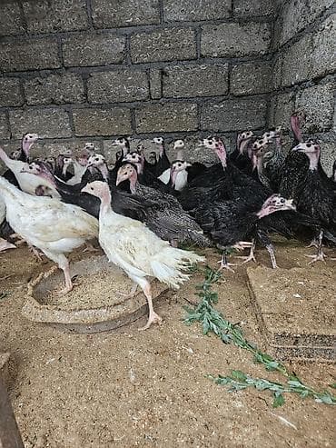 derzi quşu: Salam amerkan bronz temiz qan bunlarin erkeyi 16 kq uacan et yiga — 1
