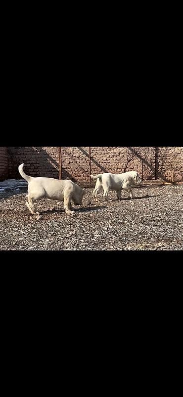 Quşlar: Satışda: ağ rəngli iri cüssəli balalar (2 ədəd) Xüsusiyyətlər: - — 4