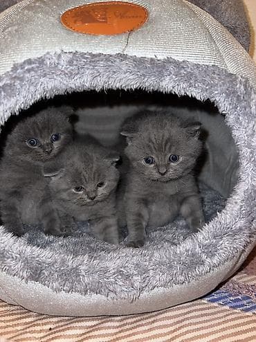 pişik cütleşdirmek: Britan, Erkək, Dişi, Yaxşı əllərə, Ünvandan götürmə — 5