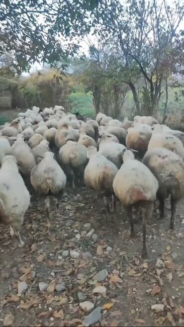 померанский шпиц цена баку: Qoyunlar kom satılır 70 başdı hamısı yelini qoyunları cavan — 4