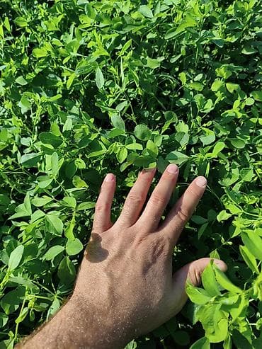 istixana satilir: Yonca toxumu satılır. enliyarpaq çoxillik yoncadı. çıxışa cavabdehəm — 5