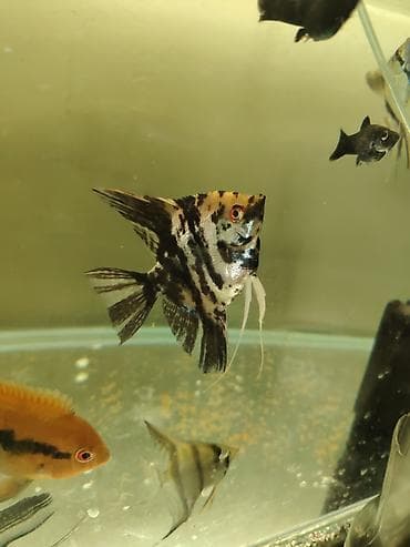 canlı yem: Məhsul: Akvarium üçün Skalyar balıqları (Pterophyllum scalare) — 2
