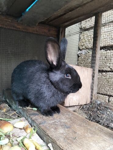 6aylığ erkəy dovşan iri cinsdi saxlıyıb artırmağ üçündə çox uyğun