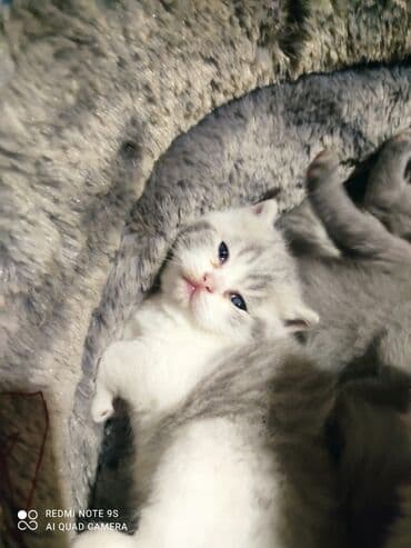 Bıçaqlar: Şotland, Erkək, Dişi, Ünvandan götürmə — 6