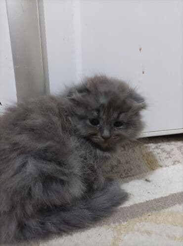 Erkək, Dişi, Yaxşı əllərə, Ünvandan götürmə, Pulsuz çatdırılma, Ödənişli çatdırılma