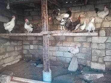 Toyuqlar Satilir Məhsulun təsviri: - Şəkildə müxtəlif rəng və