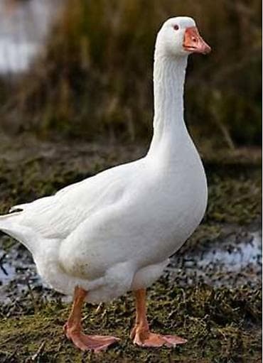 Гуси: Ağ qazlar - Anser və ya quru burun qaz 2 ədəd dişi və erkək. 1 ədəd — 3