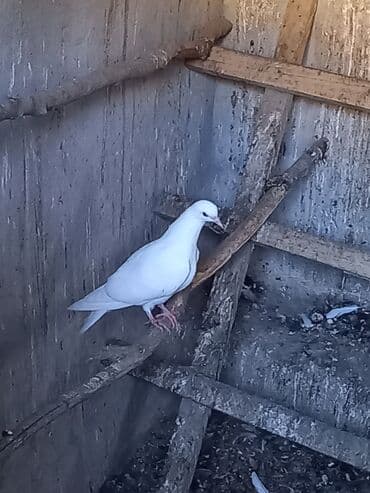 pavlin goyercin satisi: 2 bala 1 dənə zil qara 16 tük .qiymət 3 -nə — 6